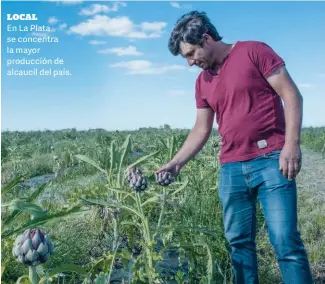  ??  ?? LOCAL En La Plata se concentra la mayor producción de alcaucil del país.