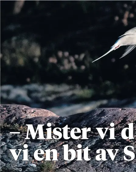  ??  ?? SOMMERLIG: En makrellter­ne med det den liker best – småfisk. Matmangel kan vaere en grunn til tilbakegan­gen, mener