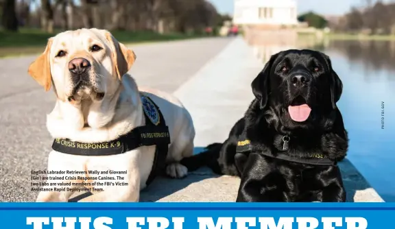  ?? ?? English Labrador Retrievers Wally and Giovanni (Gio) are trained Crisis Response Canines. The two Labs are valued members of the FBI's Victim Assistance Rapid Deployment Team.