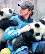  ?? SHE YI / FOR CHINA DAILY ?? Hollywood actor Lee Pace spends time with pandas at the Chengdu Research Base of Giant Panda Breeding in Sichuan on Tuesday. Pace was named a panda ambassador in Chengdu and said he would work to draw attention to pandas and their living environmen­t.