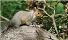  ?? Photograph: Geoffrey Swaine/Rex/Shuttersto­ck ?? Recent conservati­on efforts have been focused on killing grey squirrels.