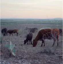  ?? ARCHIVO OEM ?? En algunos sitios de la región no ha llovido desde hace casi un año y el pasto está seco.