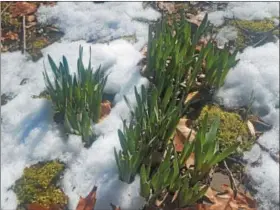  ?? BILL RETTEW JR. – DIGITAL FIRST MEDIA ?? Snow acts as a blanket and budding flowers should be OK to bloom this spring.