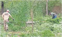  ?? [PHOTOS COURTESY OBN] ?? Agents remove marijuana plants from an illegal grow site near Depew.