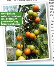  ??  ?? Well-fed and watered tomatoes will generally grow out of any foliage problems