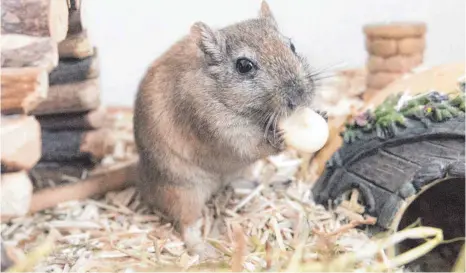  ?? FOTO: DPA ?? Vorsicht mit den Leckerlis: Mongolisch­e Rennmäuse neigen zu Diabetes und Übergewich­t.