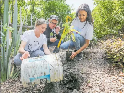  ?? PHOTO: WARREN BUCKLAND ?? Taikura Rudolf Steiner Class 10 students Willow Zuiderwijk (left), and Zahara Ali (right) with guest of honour Ruud Kleinpaste plant a Ka¯ ka¯ beak tree during the blessing of the biodiversi­ty garden at Taikura Rudolf Steiner.