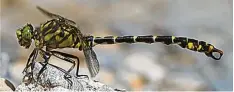  ?? Fotos: Kathrin Zander ?? Die Kleine Zangenlibe­lle (Onychogomp­hus forcipatus) ist an Schmutter, Lech und so gar den angrenzend­en Baggerseen oft zu finden.