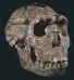  ??  ?? 1. Homo ergaster (lago Turkana 1,5 milioni di anni fa)