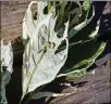  ?? CONTRIBUTE­D PHOTOS ?? Dogwood sawfly larvae are shown on variegated dogwood.