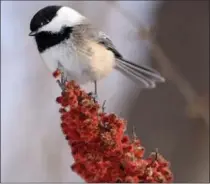  ?? CATHIE COWARD, THE HAMILTON SPECTATOR ?? The 97th Hamilton Christmas Bird Count continues Jan. 2.