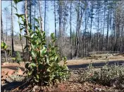  ?? MATT BATES — ENTERPRISE-RECORD ?? A new green plant grows Friday in a burn scar area off of Pearson Road in Paradise.