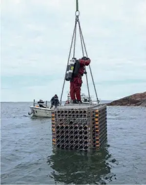  ??  ?? Découverte­s en 2010 au large de la Finlande, ces bouteilles de Veuve Clicquot dormait depuis plus de 170 ans au fond de la mer Baltique.