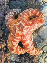  ?? Lauren Schiebelhu­t / UC Merced ?? An ochre star shows no signs of the disease that wiped out 80 percent of the species by 2015.