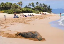  ?? Mark Baker Associated Press ?? A HAWAIIAN monk seal rests on the beach in Pupukea, Hawaii. Officials estimate that the seal population from 2019 to 2021 grew by more than 100 to 1,570.