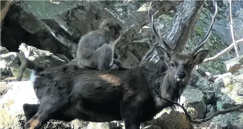  ?? THE WASHINGTON POST ?? A macaque monkey gets frisky on top of a sika deer in Minoo Quasi-National Park in central Japan. It may be the monkey’s way of practising and developing its sexual behaviours, researcher­s say.