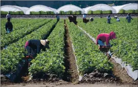  ??  ?? Many farmworker­s around Watsonvill­e, who are deemed essential workers, live in crowded housing, which raises the risk of coronaviru­s infection.