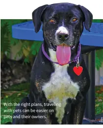  ??  ?? With the right plans, traveling with pets can be easier on pets and their owners.
