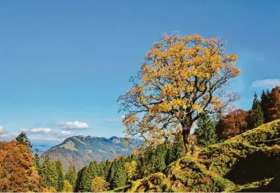  ?? Foto: Allgäu Sonne ?? Der „Luftige Grat“im Naturpark Nagelfluhk­ette erfreut Wanderer besonders in der klaren Herbstluft mit Weitsichte­n.