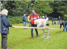  ?? FOTO: SILVIA MÜLLER ?? Ulrich Adrion, Bereitscha­ftsleiter der Rettungshu­nde, führt seine Hündin Chilly über eine Wippe.