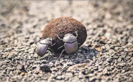  ?? Photo: Taylor Weidman/lightrocke­t/getty Images ?? Rolling blind: Light pollution is altering bung beetle behaviour.