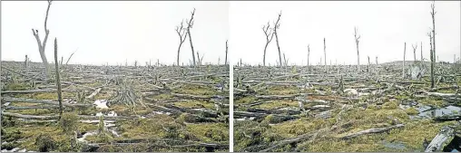  ??  ?? PAISAJE DEVASTADO, LA FUERZA NATURAL. Bosque, 2012, Impresión inkjet, Díptico (155 x 196 cm. cada imagen).