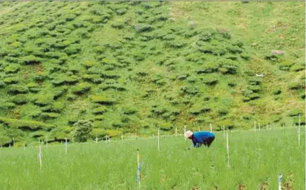  ??  ?? A worker tending a farm in Cameron Highlands.