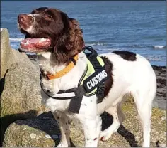  ??  ?? Customs dog Flynn at Rosslare Europort.