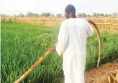  ??  ?? A farmer watering his farm at Ruggar Yamma