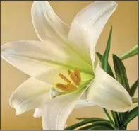  ?? (Photo courtesy of Pixabay) ?? The Easter lily is a symbol of beauty, hope and life.