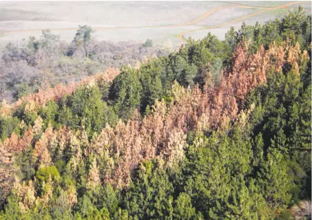  ?? Bill Miller / California State Parks 2015 ?? The brown and red tops of dead and dying pine trees stand out in a forest on the east side of Mount Diablo in the East Bay.