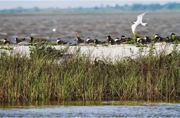  ?? Shannon Tompkins / Houston Chronicle ?? The marshy stands of oystergras­s fringing two colonial waterbird nesting islands and covering 19 erosion-blunting terraces in the Cow Trap Lake Project provide crucial habitat for coastal marine life and productive fishing areas for anglers.