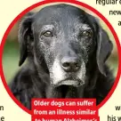  ??  ?? Older dogs can suffer from an illness similar to human Alzheimer’s