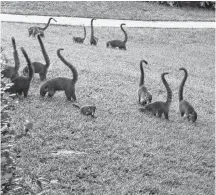  ??  ?? A family of coatis.