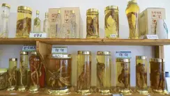  ??  ?? Its weight in gold: The Korean wild ginseng from Jirisan Mountain, prized for its potent curative properties, takes about a decade to develop a full-grown sprout, making it a valuable cash crop that regularly fetches for a one million won.