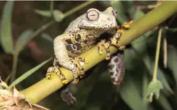  ?? Tribune News Service/archive Museo de Zoología, Universida­d San Francisco de Quito ?? A new species of frog was recently discovered in the mountains of Ecuador.