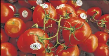  ?? CHARLIE NEIBERGALL / ASSOCIATED PRESS 2011 ?? University of Florida researcher­s think they have figured out just the right spots on the genetic blueprint of tomatoes where flavor has been bred out of supermarke­t tomatoes for the past 40 or 50 years.