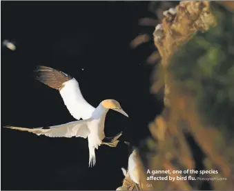  ?? Photograph: Lorne Gill. ?? A gannet, one of the species affected by bird flu.