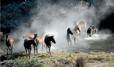  ??  ?? Hundreds of Kaimanawa horses will face slaughter next month, unless homes are found for them.