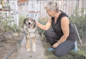  ?? NEWS PHOTO EMMA BENNETT ?? Trudy McKinnon, president of Save Old Souls Senior K-9 Rescue, sits with her 13-year-old SOS dog, Dakota. After 17 years of serving the community, the local pet rescue is closing its doors.