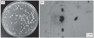  ??  ?? 图 1菌株 X2 在 LB 平板培养基上的附着形­态(a)及电镜照片(b) Fig.1 Morphology of X2 on LB plating medium (a) and under FESEM (b)