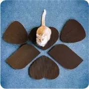  ?? ?? Your cat will love to scratch and lounge on Americat Company’s high- quality scratchers. Made with heavy- duty, cat-safe materials, and manufactur­ed in the U.S. There are even 4 fun shapes to choose from! Available on Amazon and AmericatCo­mpany.com