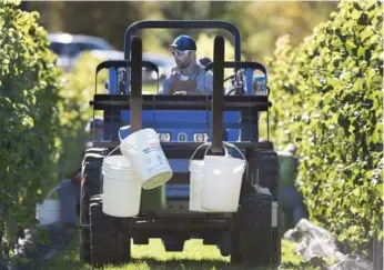  ?? ANDREW VAUGHAN PHOTOS/THE CANADIAN PRESS ?? A worker tends plants at the Luckett Vineyards in Wallbrook, N.S., which has seen the benefits of warmer weather.