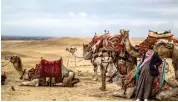  ?? — AFP ?? A camel guide waits for tourists at the Giza pyramids plateau on the southweste­rn outskirts of the Egyptian capital on Friday.