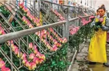  ??  ?? A worker selects pink roses to be packed ahead of Valentine’s Day, at a flower farm in Tabio.