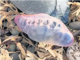  ??  ?? Portuguese man-o-war