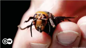  ??  ?? Los avispones han atacado panales llenos de abejas y expulsado a colmenas enteras