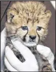  ?? JACQUELYN MARTIN / AP ?? One of two cheetah cubs is held by keeper Gil Myers Wednesday at the National Zoo in Washington.