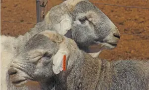  ??  ?? TOP: In addition to breeding multicolou­red Persians such as those pictured here, Koenie Kotzé runs a Savanna goat stud as well as Boer goat, Dorper, White Dorper, Van Rooy and Blackhead Persian sheep studs.