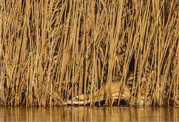  ??  ?? Above: blink and you’ll miss it: a bittern’s streaky plumage blends in perfectly. The species likes to fish along reedy edges, dykes and channels.